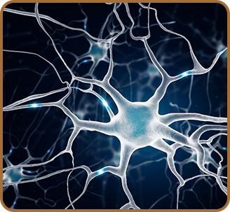 Group Of Brain Neurons